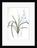 Dianella caerulea, Dianelle bleue, Blue Dianella Cerulean flaxlily; Flax Lily by Pierre Joseph Redouté
