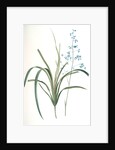 Dianella caerulea, Dianelle bleue, Blue Dianella Cerulean flaxlily; Flax Lily by Pierre Joseph Redouté