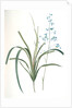 Dianella caerulea, Dianelle bleue, Blue Dianella Cerulean flaxlily; Flax Lily by Pierre Joseph Redouté