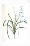 Dianella caerulea, Dianelle bleue, Blue Dianella Cerulean flaxlily; Flax Lily by Pierre Joseph Redouté