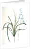 Dianella caerulea, Dianelle bleue, Blue Dianella Cerulean flaxlily; Flax Lily by Pierre Joseph Redouté
