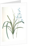 Dianella caerulea, Dianelle bleue, Blue Dianella Cerulean flaxlily; Flax Lily by Pierre Joseph Redouté