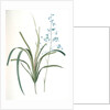 Dianella caerulea, Dianelle bleue, Blue Dianella Cerulean flaxlily; Flax Lily by Pierre Joseph Redouté