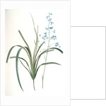Dianella caerulea, Dianelle bleue, Blue Dianella Cerulean flaxlily; Flax Lily by Pierre Joseph Redouté