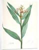 Globba erecta, Alpinia calcarata; Globée droite; Indian Ginger by Pierre Joseph Redouté