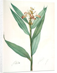 Globba erecta, Alpinia calcarata; Globée droite; Indian Ginger by Pierre Joseph Redouté