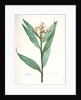 Globba erecta, Alpinia calcarata; Globée droite; Indian Ginger by Pierre Joseph Redouté