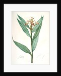 Globba erecta, Alpinia calcarata; Globée droite; Indian Ginger by Pierre Joseph Redouté