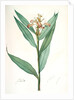 Globba erecta, Alpinia calcarata; Globée droite; Indian Ginger by Pierre Joseph Redouté