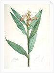 Globba erecta, Alpinia calcarata; Globée droite; Indian Ginger by Pierre Joseph Redouté