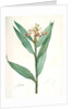 Globba erecta, Alpinia calcarata; Globée droite; Indian Ginger by Pierre Joseph Redouté