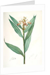Globba erecta, Alpinia calcarata; Globée droite; Indian Ginger by Pierre Joseph Redouté