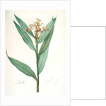 Globba erecta, Alpinia calcarata; Globée droite; Indian Ginger by Pierre Joseph Redouté