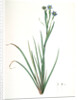 Sisyrinchium Bermudiana, Sisrinche bermudienne, Blue-eyed grass by Pierre Joseph Redouté