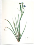 Sisyrinchium Bermudiana, Sisrinche bermudienne, Blue-eyed grass by Pierre Joseph Redouté