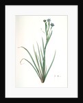 Sisyrinchium Bermudiana, Sisrinche bermudienne, Blue-eyed grass by Pierre Joseph Redouté
