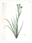 Sisyrinchium Bermudiana, Sisrinche bermudienne, Blue-eyed grass by Pierre Joseph Redouté