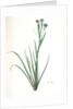 Sisyrinchium Bermudiana, Sisrinche bermudienne, Blue-eyed grass by Pierre Joseph Redouté