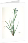 Sisyrinchium Bermudiana, Sisrinche bermudienne, Blue-eyed grass by Pierre Joseph Redouté