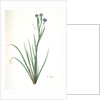 Sisyrinchium Bermudiana, Sisrinche bermudienne, Blue-eyed grass by Pierre Joseph Redouté