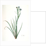 Sisyrinchium Bermudiana, Sisrinche bermudienne, Blue-eyed grass by Pierre Joseph Redouté