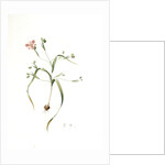 Moraea sordescens, Moraea tristis; Morée négligée, Dull-coloured Flag; Butterfly iris; Natal lily by Pierre Joseph Redouté