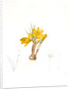 Crocus luteus, Crocus aureus by Pierre Joseph Redouté