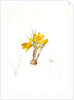 Crocus luteus, Crocus aureus by Pierre Joseph Redouté