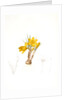 Crocus luteus, Crocus aureus by Pierre Joseph Redouté