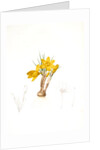 Crocus luteus, Crocus aureus by Pierre Joseph Redouté