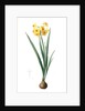Narcissus Tazetta, Narcissus dubius; Narcisse douteux; Polyanthes Narcissus, cream narcissus; bunch flowered narcissus by Pierre Joseph Redouté