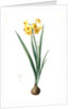 Narcissus Tazetta, Narcissus dubius; Narcisse douteux; Polyanthes Narcissus, cream narcissus; bunch flowered narcissus by Pierre Joseph Redouté