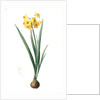 Narcissus Tazetta, Narcissus dubius; Narcisse douteux; Polyanthes Narcissus, cream narcissus; bunch flowered narcissus by Pierre Joseph Redouté