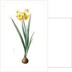 Narcissus Tazetta, Narcissus dubius; Narcisse douteux; Polyanthes Narcissus, cream narcissus; bunch flowered narcissus by Pierre Joseph Redouté