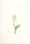 Ophrys lilifolia, Liparis liliifolia; Ophrys à feuilles en lis; Lily-leaved Ophryas by Pierre Joseph Redouté