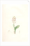 Ophrys lilifolia, Liparis liliifolia; Ophrys à feuilles en lis; Lily-leaved Ophryas by Pierre Joseph Redouté