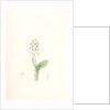 Ophrys lilifolia, Liparis liliifolia; Ophrys à feuilles en lis; Lily-leaved Ophryas by Pierre Joseph Redouté