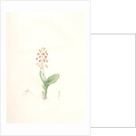 Ophrys lilifolia, Liparis liliifolia; Ophrys à feuilles en lis; Lily-leaved Ophryas by Pierre Joseph Redouté