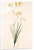 Gladiolus refractus, Freesia refracta; Glaïeul à tiges coudées; Freesia by Pierre Joseph Redouté