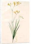 Gladiolus refractus, Freesia refracta; Glaïeul à tiges coudées; Freesia by Pierre Joseph Redouté