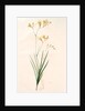 Gladiolus refractus, Freesia refracta; Glaïeul à tiges coudées; Freesia by Pierre Joseph Redouté
