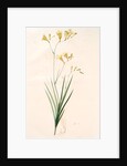 Gladiolus refractus, Freesia refracta; Glaïeul à tiges coudées; Freesia by Pierre Joseph Redouté