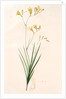 Gladiolus refractus, Freesia refracta; Glaïeul à tiges coudées; Freesia by Pierre Joseph Redouté