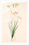 Gladiolus refractus, Freesia refracta; Glaïeul à tiges coudées; Freesia by Pierre Joseph Redouté