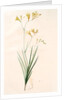 Gladiolus refractus, Freesia refracta; Glaïeul à tiges coudées; Freesia by Pierre Joseph Redouté
