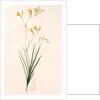 Gladiolus refractus, Freesia refracta; Glaïeul à tiges coudées; Freesia by Pierre Joseph Redouté