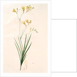 Gladiolus refractus, Freesia refracta; Glaïeul à tiges coudées; Freesia by Pierre Joseph Redouté