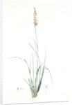 Pleea tenuifolia, Pleea à feuilles menues, Rush featherling by Pierre Joseph Redouté