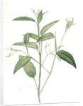 Maranta arundinacea, Maranta roseau; Arrowroot, Obedience plant by Pierre Joseph Redouté