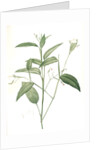 Maranta arundinacea, Maranta roseau; Arrowroot, Obedience plant by Pierre Joseph Redouté